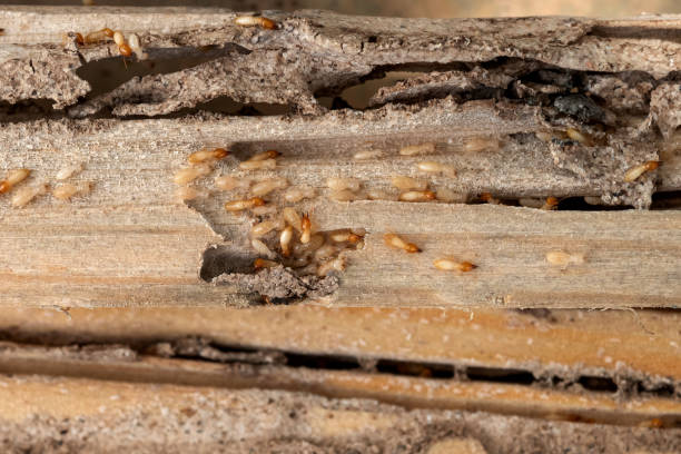 Best Residential Pest Control  in Esparto, CA