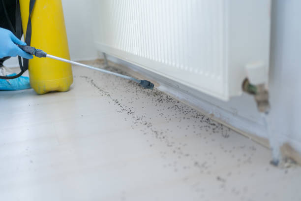 Best Termite Control Services  in Esparto, CA